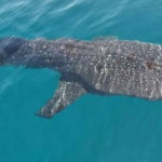 Boracay Whale Shark Spotted 2018
